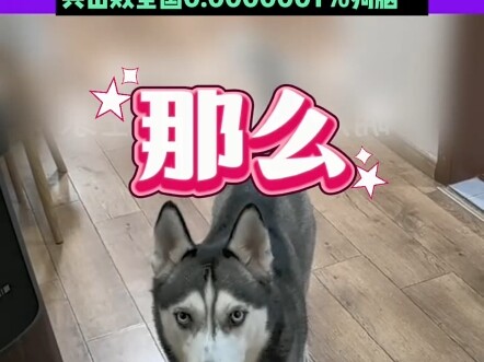 Just because someone calls him "Erha" doesn't mean he's actually stupid, right? A netizen's Husky, w