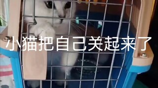 Paman melatih kucing silver tabby naik mobil, masuk kandang sendiri, membuka dan menutup pintu