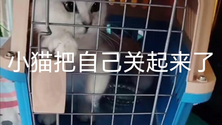 大叔训练银渐层上车自己进笼子开关门