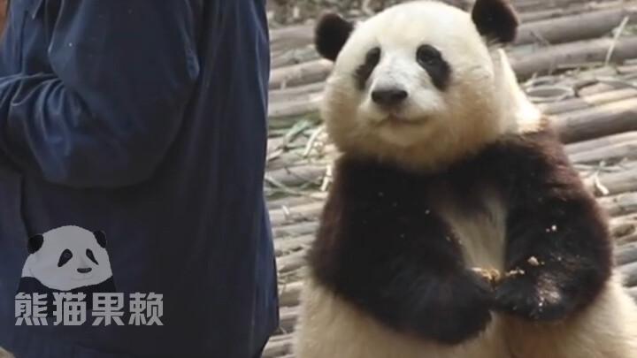 It must really love him; Huahua’s eyes never left Grandpa Tan.
