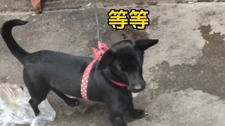 狗：好尴尬