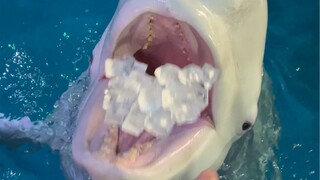 No matter how much ice you give them, it's not enough for them.