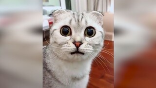 Cute Animal Videos