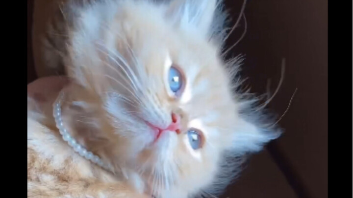 Being a woman is truly wonderful: As soon as you buy new shorts and some jewelry, your happiness lev