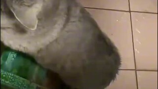 “Apakah kucing Anda berperilaku baik saat mandi?”