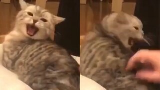 Cute Animals｜A Collection of Cute Cats 