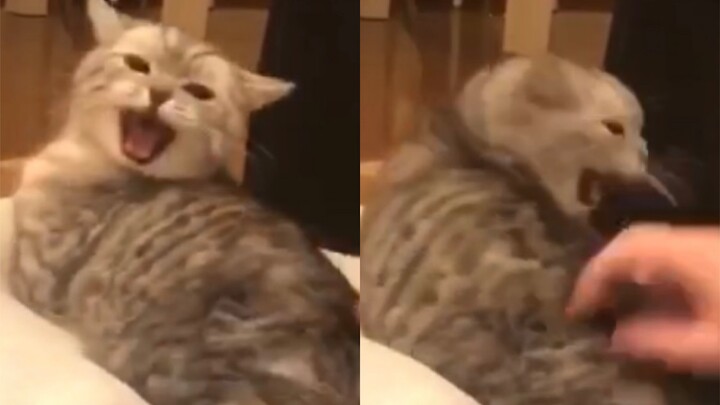Cute Animals｜A Collection of Cute Cats 