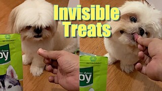 Shih tzu Dog Reacts to His Invisible Treats