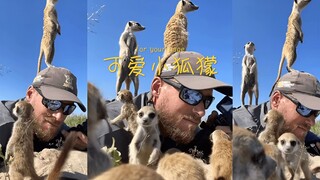 野生动物摄影师 Nick 在野外拍摄时遇到的一群可爱小狐獴，好萌啊！！！