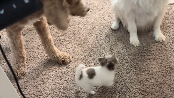 It feels like the two big dogs are treating it like a toy—whenever it’s touched, it yips twice.