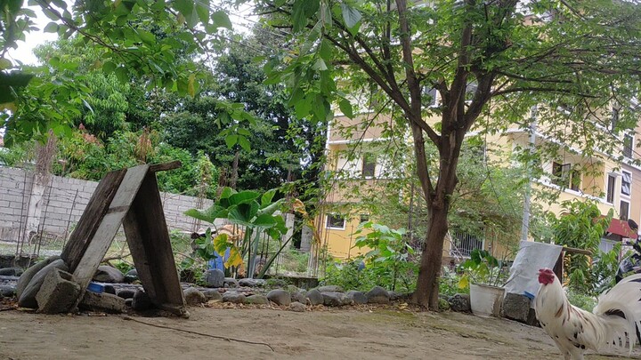 exercise lng,papawis