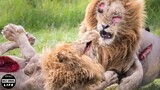 Lions Fight Lions To The Death | Battle Of The Mapogo Alliance | Wild Animals