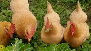 Ayam gemuk memakan sayuran dengan suapan besar (suara asli kenikmatan murni)