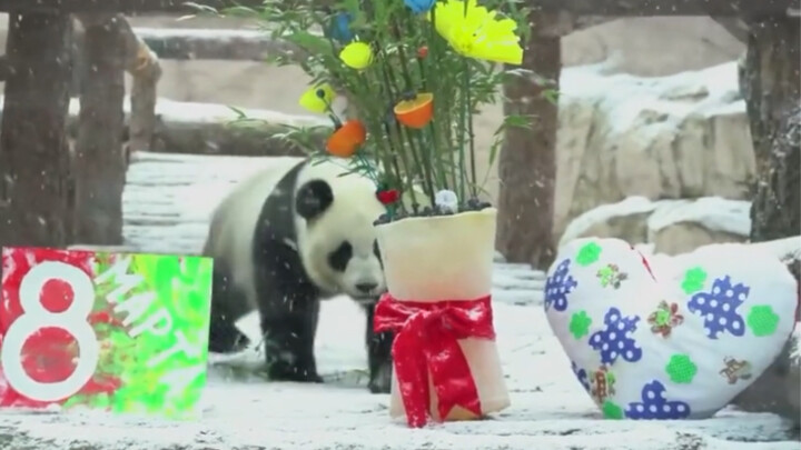 Panda Dingding got gift from her fiance for Women's Day in Russian Zoo