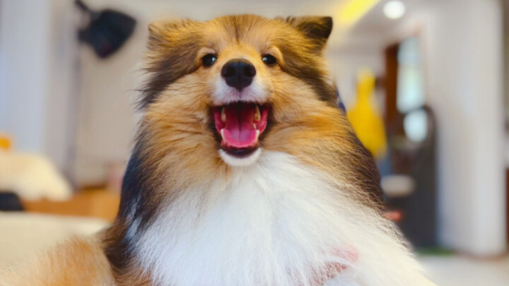 “هل يمكنك أن تروي لي من جديد قصة كيف اخترتني من بين مجموعة من الجراء؟”