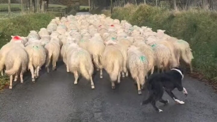 Nothing left to post #BorderCollie #Dog #CutePetsAtHome