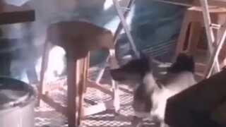 Những chú thú cưng biết tấu hài