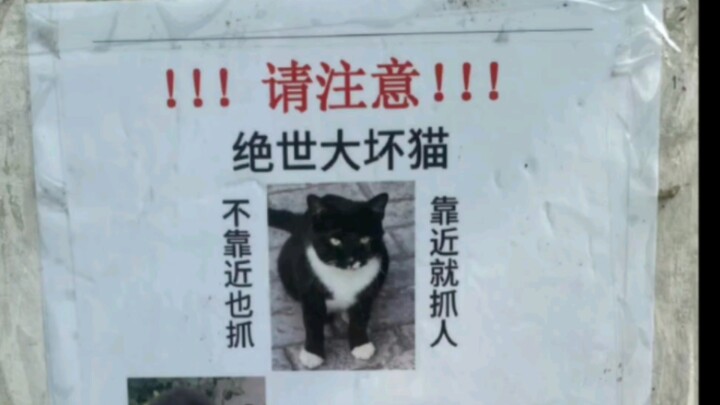 Wanted: Cat!