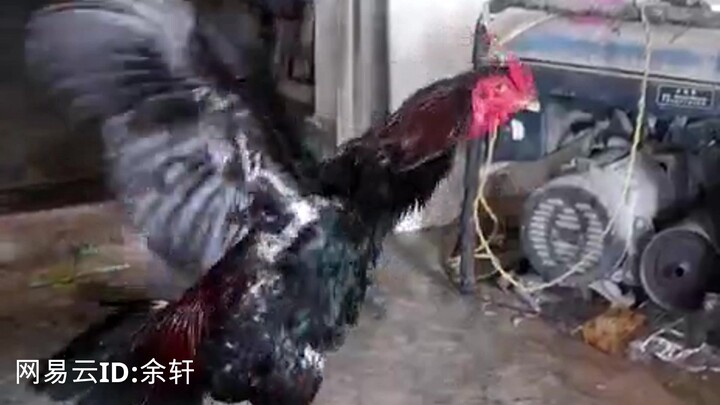 【Dư Hiên】Con gà này vỗ cánh mà tạo ra nhịp điệu nhạc điện tử~