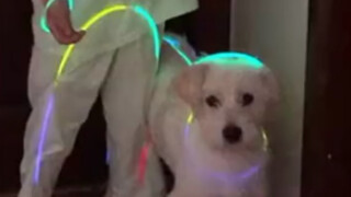 狗：关我屁事