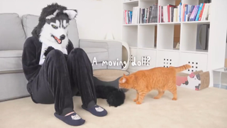 Mèo và husky khổng lồ
