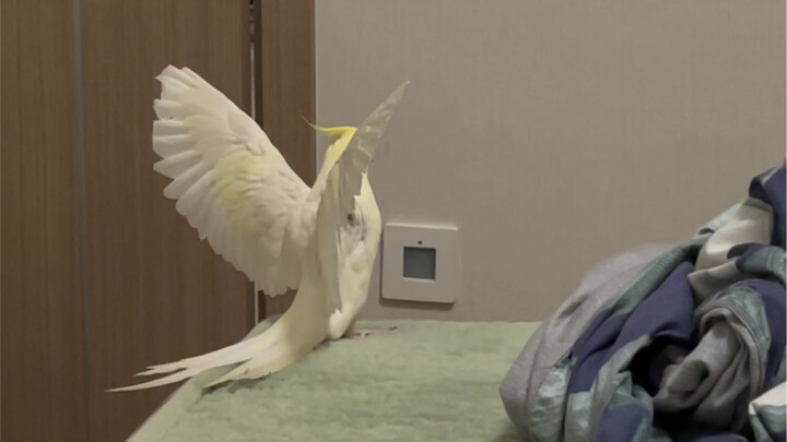 Lại đến khoe cánh đây.