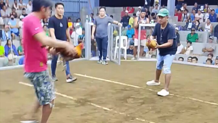 unang exam ng aking palahi 10months old ng napalaban hindi kumalas Hanggang sa huli kahit napilay