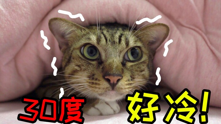 A cold-sensitive calico cat already needs a cotton quilt to stay warm at 30°C!