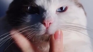 当猫被拍成禁欲系（抖音：Caesarcat）