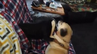 Pure Love (Re-Upload Gallery Only) from Greatest Freakout Ever Special Information