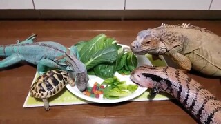 ปาร์ตี้สัตว์กินพืช