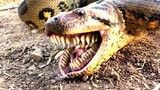 Anaconda Uses Bizarre Teeth For Chewing Catches Chicken.