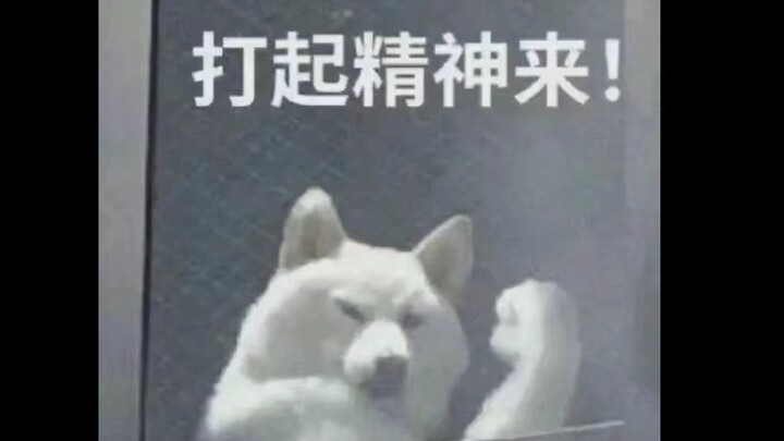 Ketika Fly dari tim Wolves mengajariku bermain di jalur pertarungan...