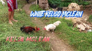 White Kelso Mclean VS Kelso Mclean spar!