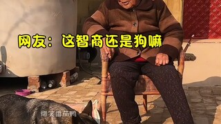 Chó là thành viên trong gia đình đi cùng bà