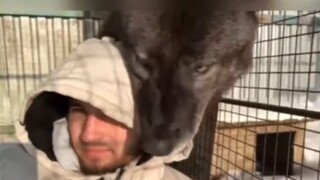 หมาป่าที่เลี้ยงมาตั้งแต่เด็ก ชอบเอาหัวโขกไหล่ฉัน