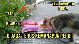 Unik Kisah Kucing Tajir Pacaran Sama Kucing Jalanan Kucingnya Setia Banget..!