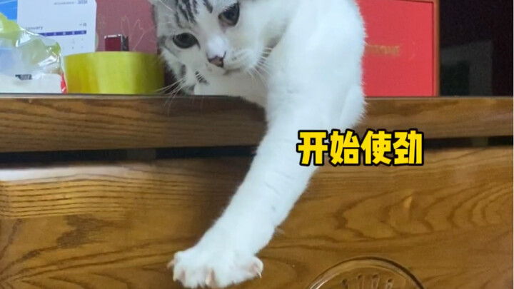 What a great imitator the kitten is! Learn to open your claws like me!