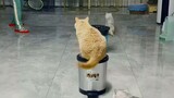 Funny cat vedio