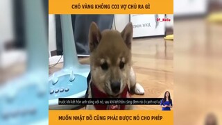 Chó Vàng Không Coi Vợ Chủ Ra Gì, Muốn Nhặt Đồ Cũng Phải Được Cho Phép