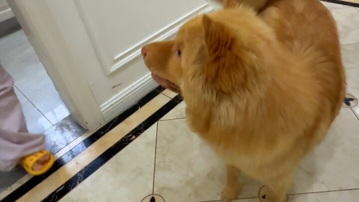 When Xiaomi is being cute, Mom Mi shows up—what’s her reaction!