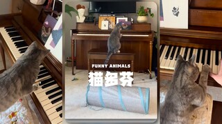 猫多芬居然弹起了爵士