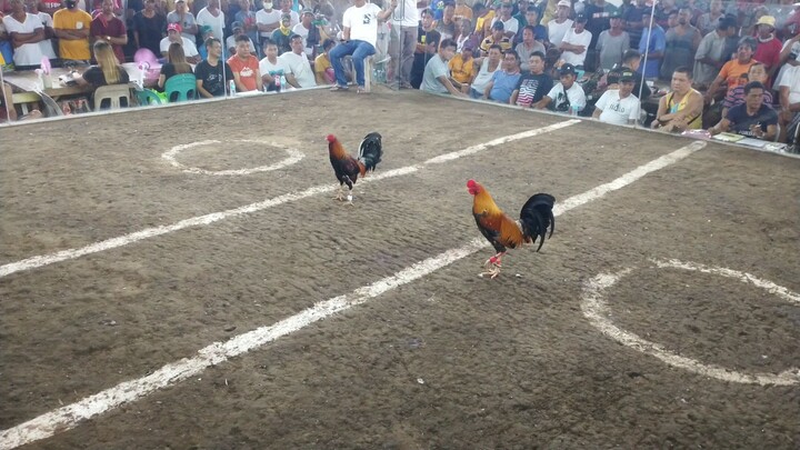 2cock ulutan 50k per champ