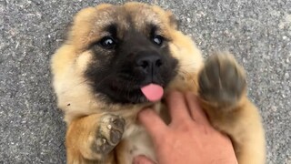 Please try to please the boss of the Sheniu puppy to prevent it from being bullied and see if it wor