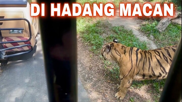 DI HADANG MACAN MAIN di BALI SAFARI & MARINE PARK | ada wahana baru !!!