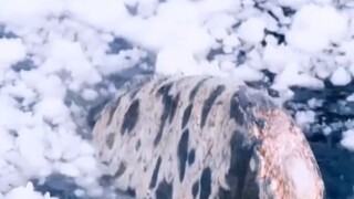 phim:big miracle