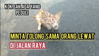 Astaghfirullah Anak Kucing kehujanan Kedinginan & Demam Mencari Induknya Di Tengah Jalan Raya..!