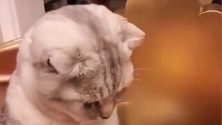 Kucing yang diperbaiki terlempar kentut, musuh terbesar memang anjing