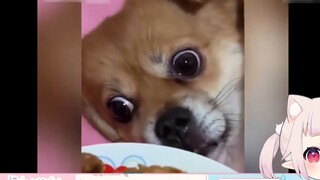 โลลิต้าญี่ปุ่นไม่อาจอดใจไหวหลังชม "Dog: เกิดอะไรขึ้นกับเตียง?"