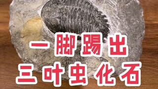 حفريات ديناصور ثلاثي الفصوص التي وجدتها أثناء الدراسة في المملكة المتحدة~